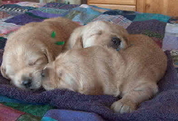 /images/cuties_250x170.jpg