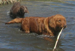 /images/peaches_stick_250x172.jpg