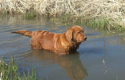 /images/peaches_wading_water_250x161.jpg